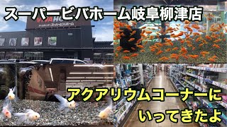 ［金魚］スーパービバホーム岐阜柳津店のアクアリウムコーナーにいってきたよ♪