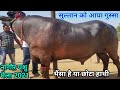 नागौर पशु मेला 2021 | strong Bull Sultan | Sultanbull Nagaur fair 2021| Marwadi media