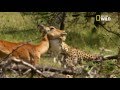 Un guépard chassant un troupeau d'impalas