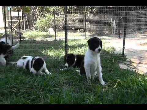 Katie's Pups, born in rescue, welped by Lynne Deal...