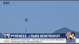 Une première ourse a été relâchée dans les Pyrénées