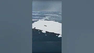 Удивительный способ охоты косаток.