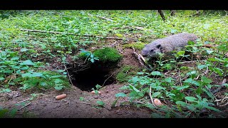 Princeton Wildcam: Groundhog Hole