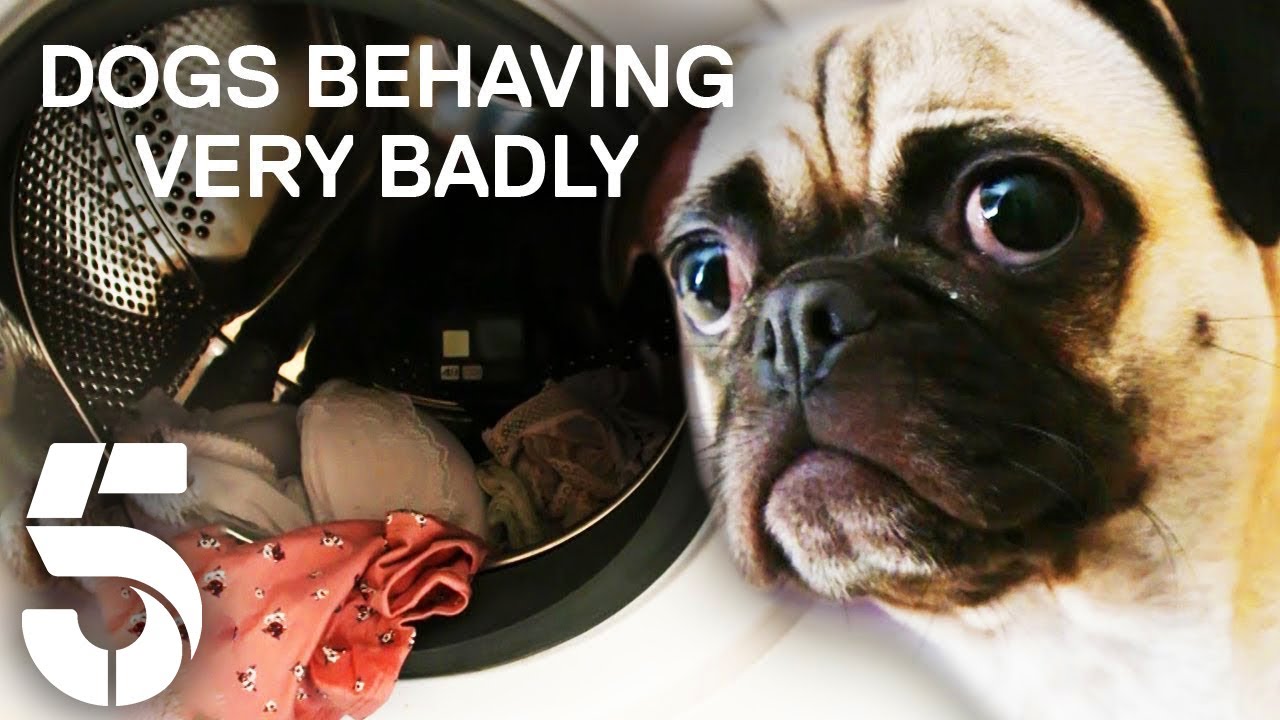 dogs behaving really badly