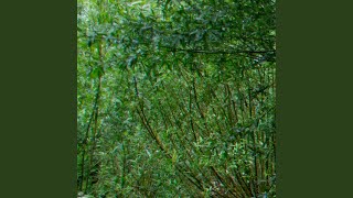 Download Lagu Palatara Kita Pernah Ada MP3