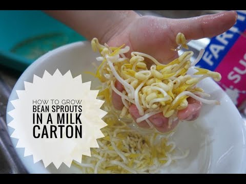 How to grow BEAN SPROUTS in a milk carton