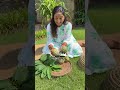 How to buy Custard Apple. 