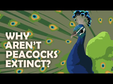 Why Is Romance Making Animals Extinct?