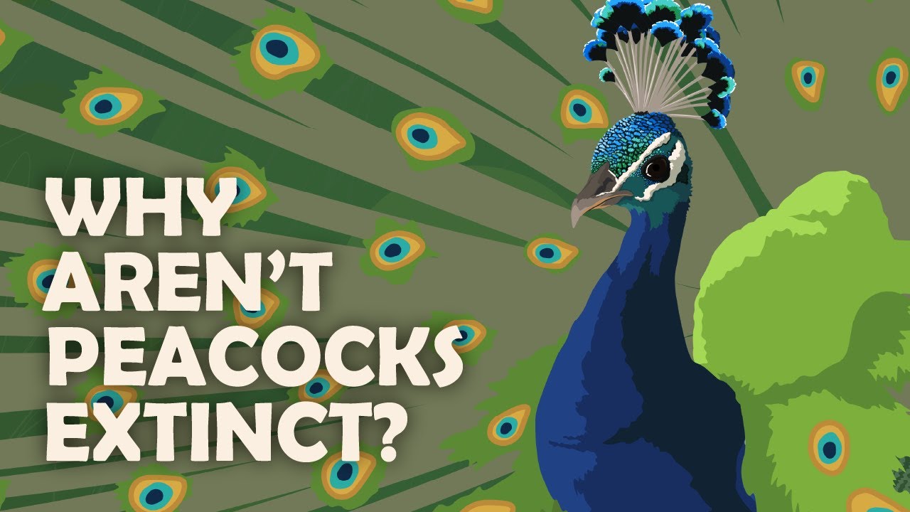 Почему романтические отношения приводят к вымиранию животных?