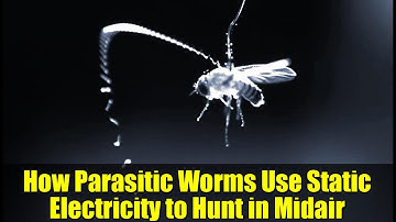 How Parasitic Worms Use Static Electricity to Hunt in Midair