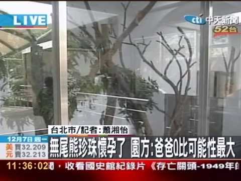 無尾熊珍珠懷孕了 爸爸是誰？ 要驗DNA