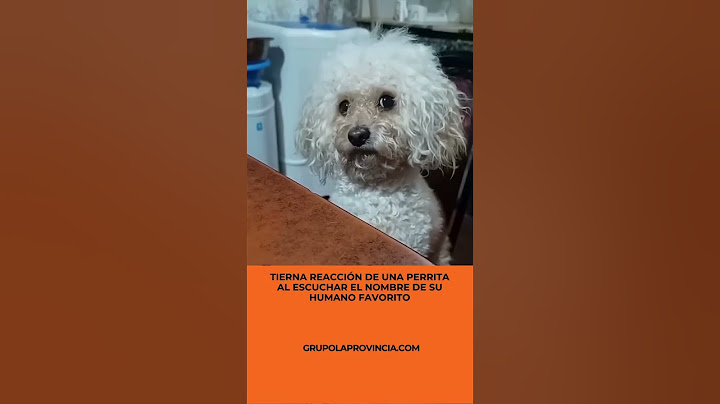 ⭕ La tierna reacción de una perrita al escuchar el nombre de su humano favorito