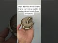 'Ball Python' explained #ballpython #reptiles #snake #royalpythons #pitonbola #pythonregius #animals