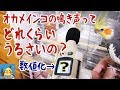 オカメインコの鳴き声を騒音計で測ってみた