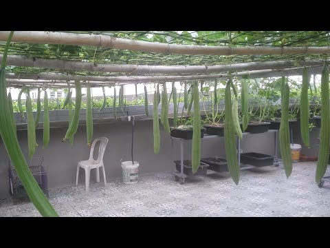Video MƯỚP trái trĩu quả muốn sập giàn lun . Hihihi ^^!!... - youtube