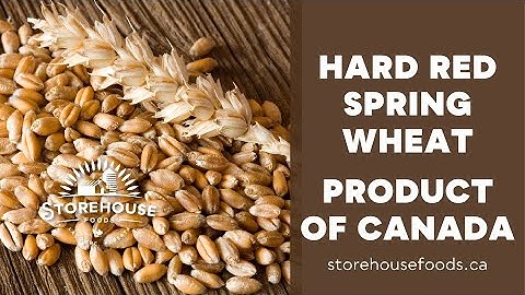 Hard Red Spring Wheat | Lacombe, Alberta (30s)
