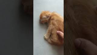 Download Lagu Baby cat need massage😻 #cat #catfunny #cute #catvideos #cat #baby #love #viral #viralshorts MP3 Download Lagu Baby cat need massage😻 #cat #catfunny #cute #catvideos #cat #baby #love #viral #viralshorts MP3
