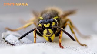Yellowjackets (downtempo electronic ditty)