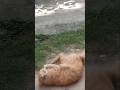 cat viral Short 🐈#Cat part 1# YouTubeviralshort