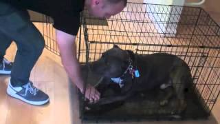 Learn to Train The Good Dog Way: The Crate Hey all, here