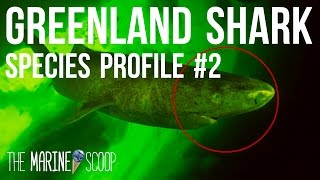 GREENLAND SHARK | Shark Profile #2