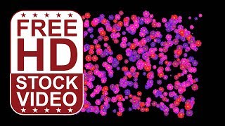 Free Stock Videos – abstract pink purple flowers appearing on black background 2D animation