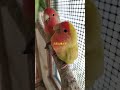 元気な鳴き声のコザクラインコちゃん