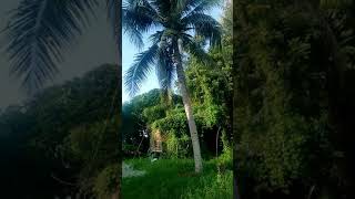 How to Climb the Coconut tree Save and Relax