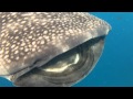 Swimming with Whale Sharks