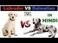 Labrador Vs Dalmatian In HINDI | Dog vs Dog | Dog Comparison | The Ultimate Channel