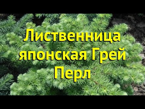 Лиственница Грей Перл