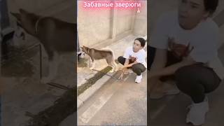 Забавные зверюги #funny #shorts #fails