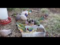 EGG FOOD TIME FOR GOULDIAN FINCHES