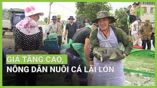 Giá tăng cao, nông dân nuôi cá lãi lớn | VTC16