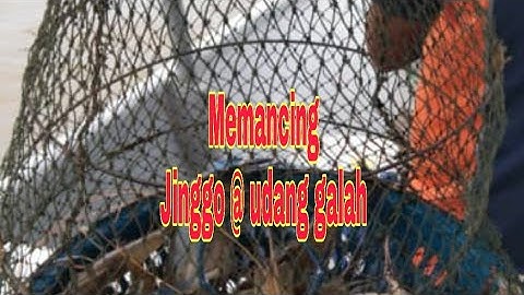 Memancing udang galah di teluk intan perak