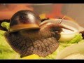 Ахатина - Как живется улиткам в неволе. How to live snails in captivity.