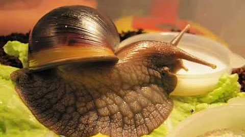 Ахатина - Как живется улиткам в неволе. How to live snails in captivity.