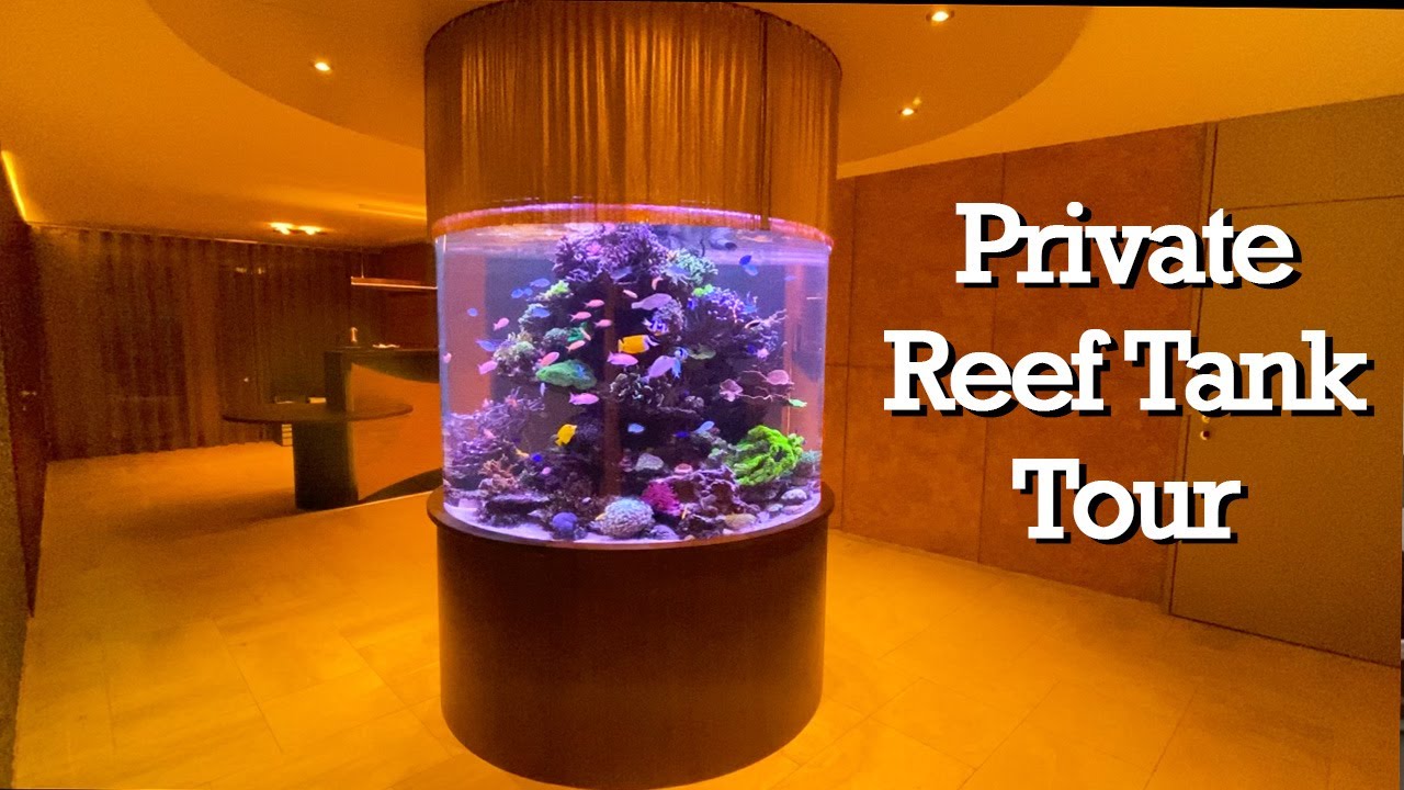 reef tank tours