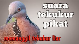 panggilan tekukur pikat gacor memanggil tekukur liar,pancingan cepat nyambar