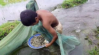 Amazing fishing - Boy Catching Fish at rainy season - Traditional Rainy Season Fishing Video