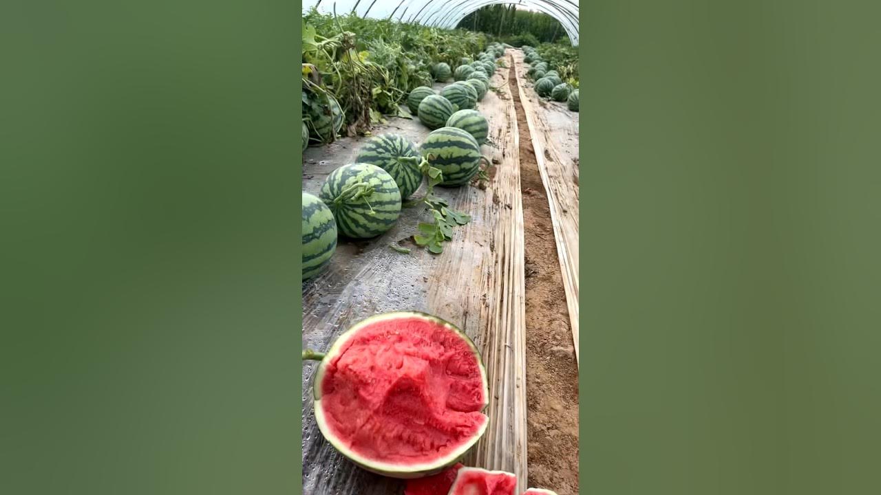 Improving watermelon yield and quality requires good fertilizers and