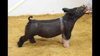 44-4 Cross Gilt