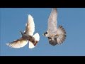 Сокол Сапсан поймал в точке моего голубя! Again Falcon Pelegrinus took a pigeon!