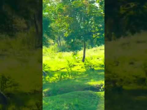 MONKEYS IN BANDIPUR NATIONAL PARK |Best Forest Drive In India |forest Safari In India #money#forest