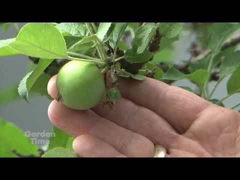 וִידֵאוֹ: מהו ירידת יוני - סיבות לירידת פירות מעצים ביוני