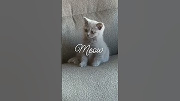 Fonts for business #instoriesapp #business #fonts #fontstyle #instories #reelsapp #forbusiness