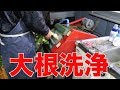 大根洗浄と玉ねぎ苗出荷#245