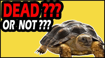 How to Know if Your Turtle Is Dead?