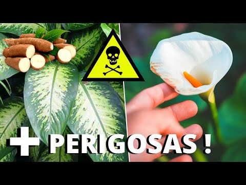 Vídeo: As flores de cerefólio são venenosas?