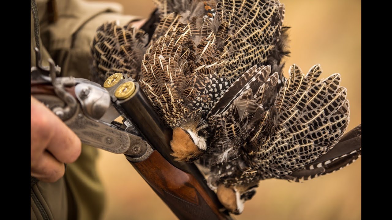 WORLD'S ONLY Purdey Hammer Set | Will Primos Collection Auction with Rock Island Armory